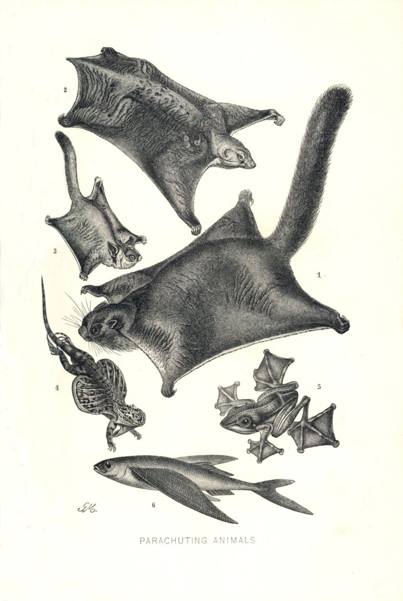 Dimensions 3834 x 5715 pixels