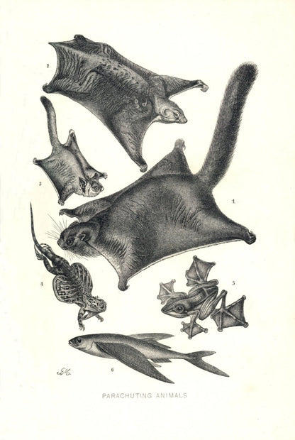 Dimensions 3834 x 5715 pixels