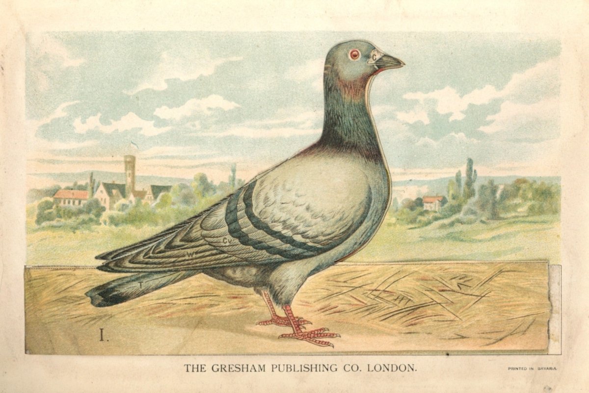 Pigeon model dimensions 5184 x 3462 pixels