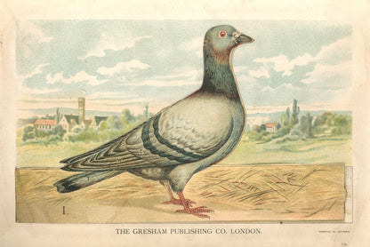 Pigeon model dimensions 5184 x 3462 pixels