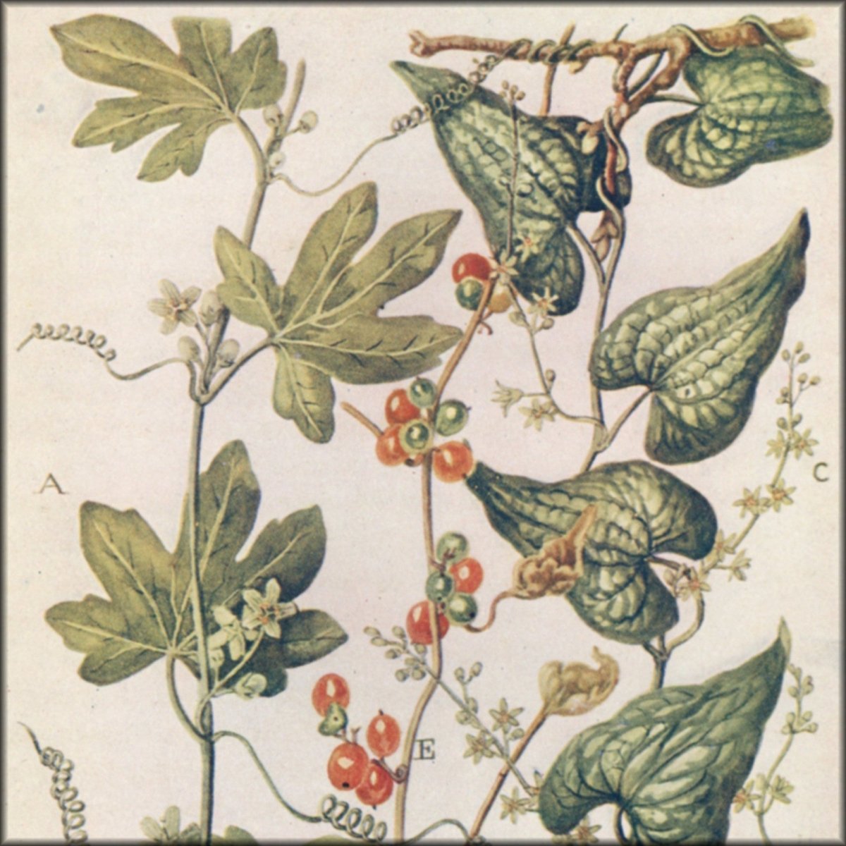 Wild Flowers of the Hedgerow 1910s Charles F Newall 6 images Wild Flowers of the Hedgerow 1910s Charles F Newall 6 images