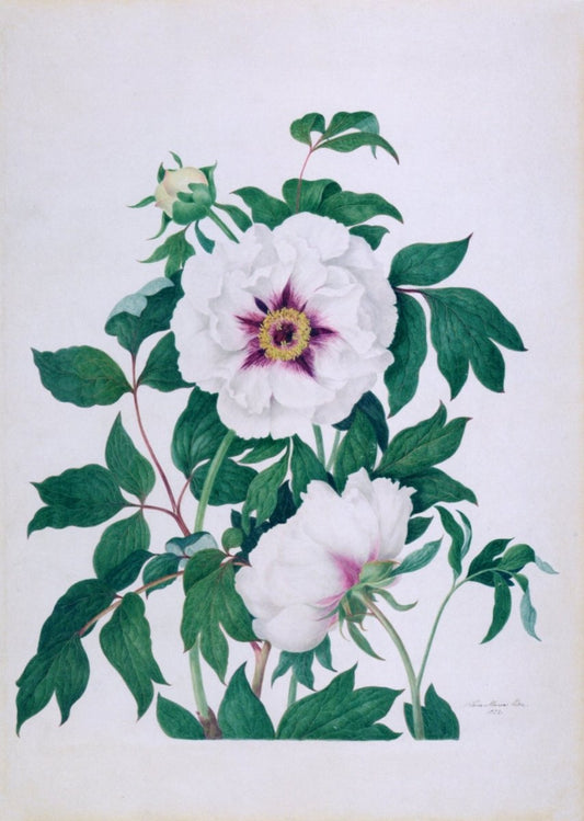 Dimensions 3375 x 4743 pixels