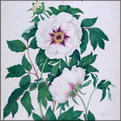 Digital Download - 1 image