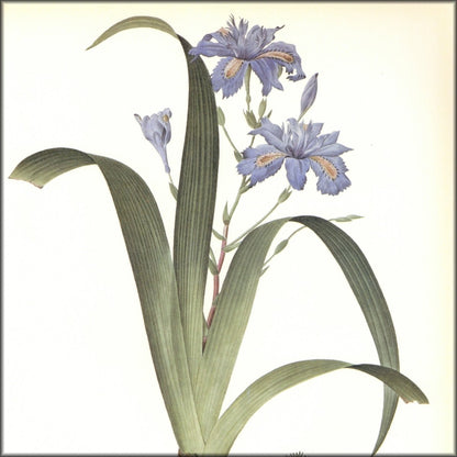 Digital Download - 1 image