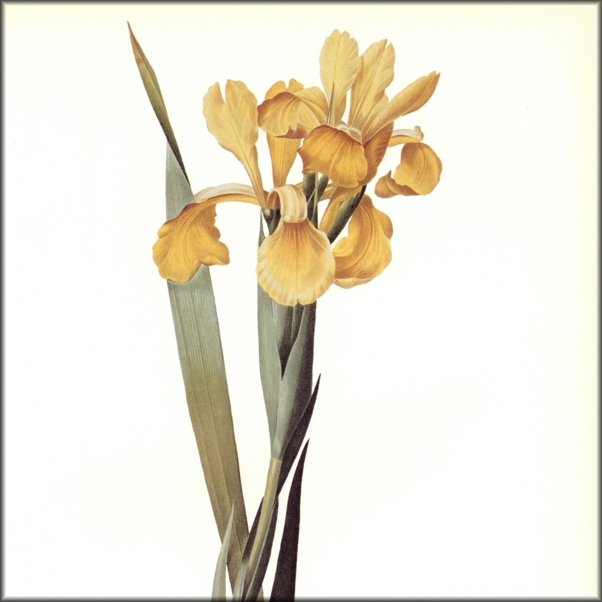 Digital Download - 1 image