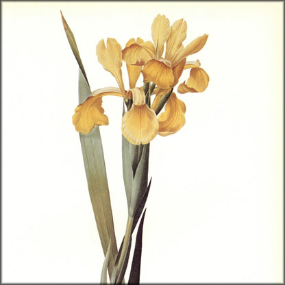 Digital Download - 1 image