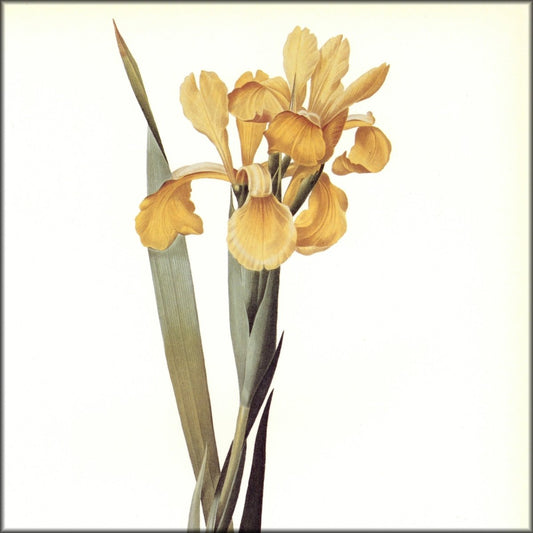 Digital Download - 1 image