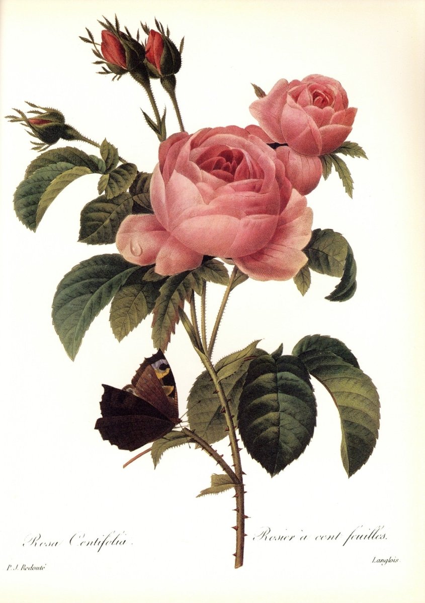 Dimensions 6300 x 8952 pixels