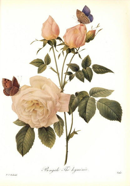 Dimensions 6276 x 8952 pixels