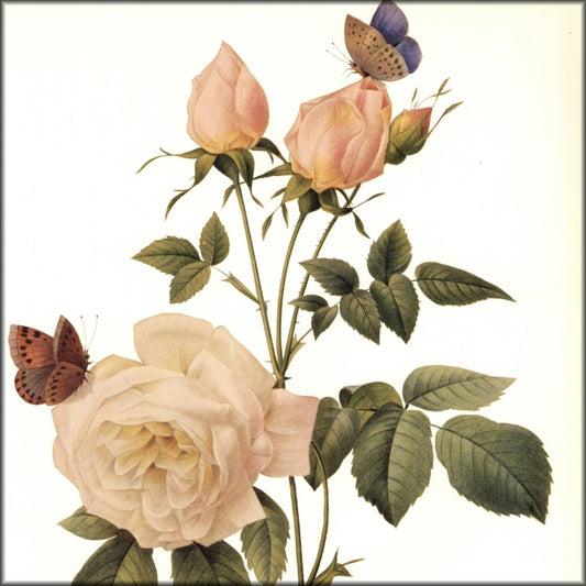 Digital Download - 1 image