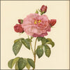 Les Roses 1821 - Pierre-Joseph Redouté (1759-1840) - 24 images