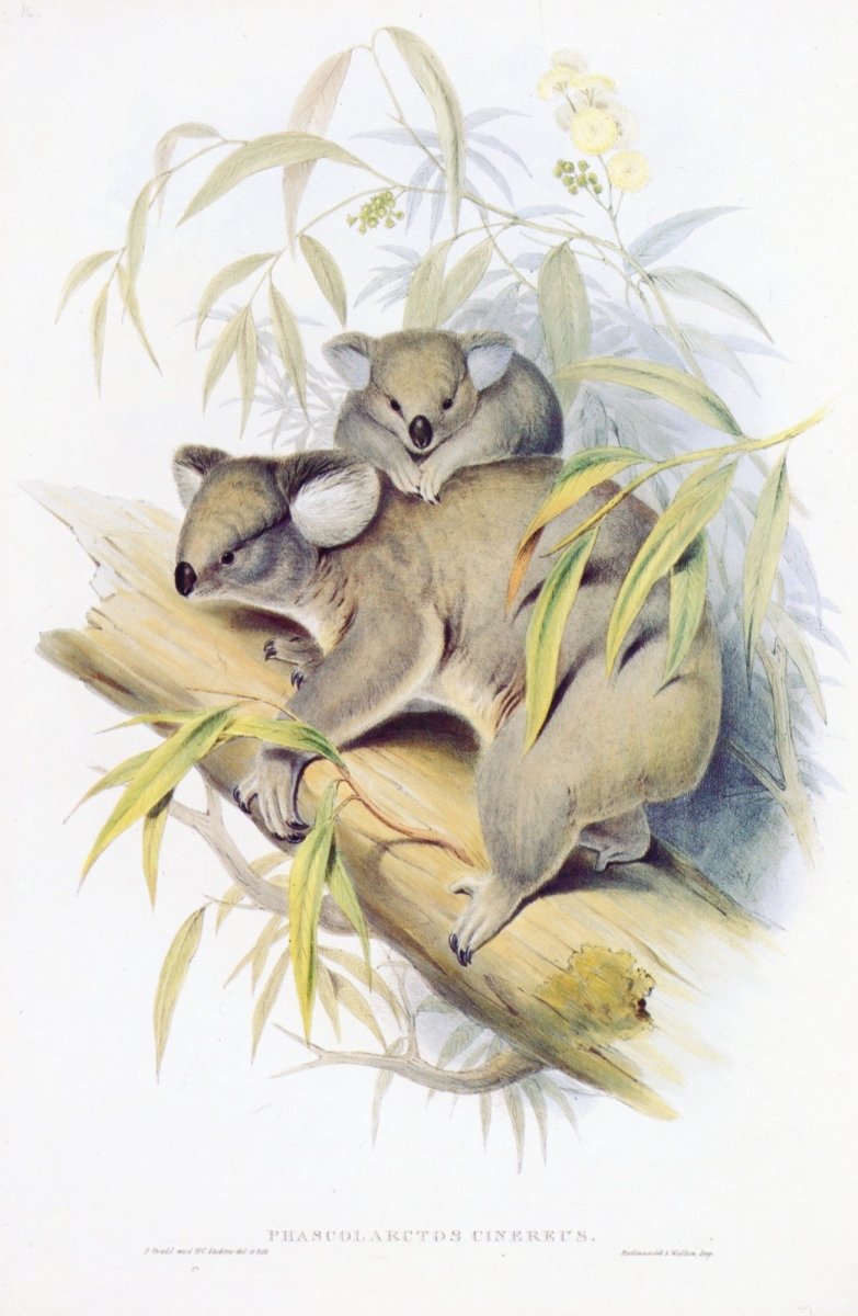 Dimensions 4752 x 7284 pixels