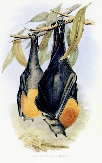 Dimensions 4536 x 7281 pixels