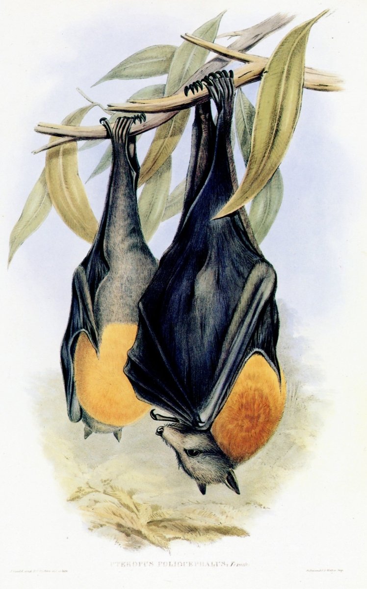 Mammals of the World - 56 Images to Download | Dimensions 4536 x 7281 pixels