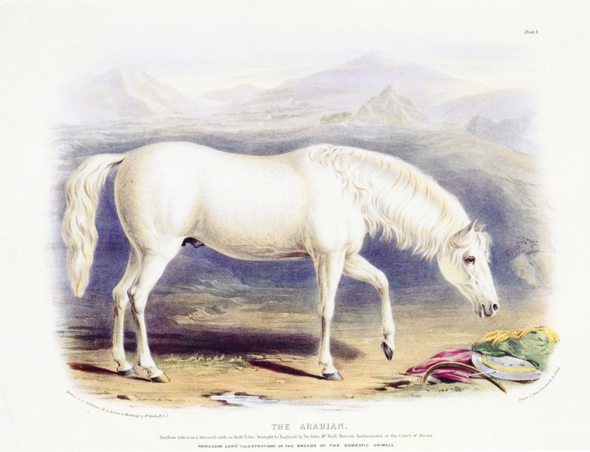 Mammals of the World - 56 Images to Download | Dimensions 6706 x 5145 pixels