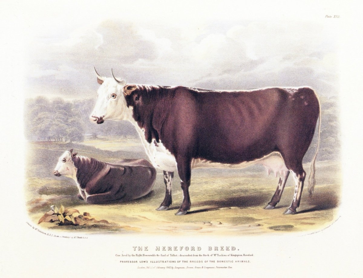 Dimensions 6624 x 5085 pixels