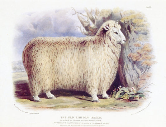 Dimensions 6696 x 5112 pixels