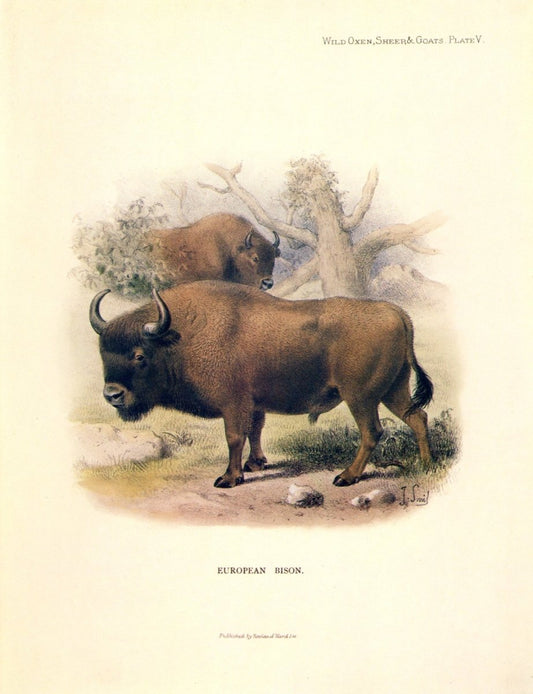 Dimensions 5094 x 6633 pixels