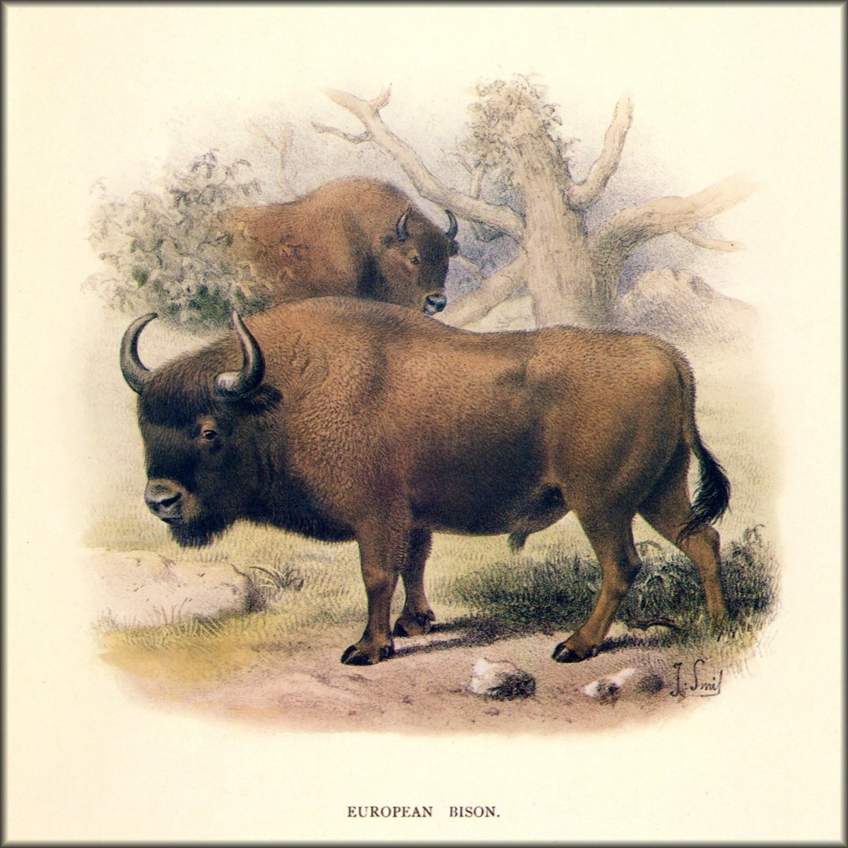 Digital Download - 1 image