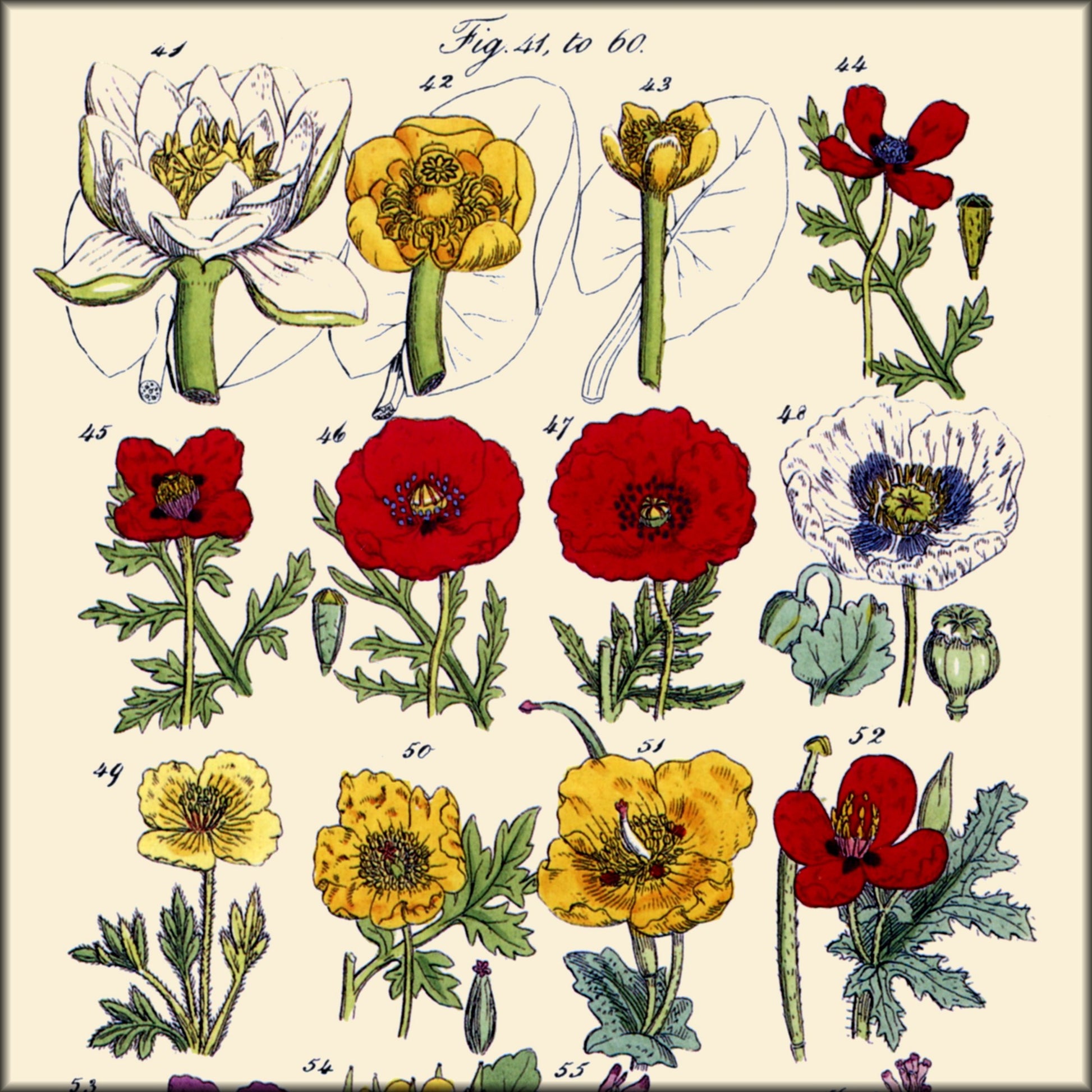 Digital Download - 80 images
