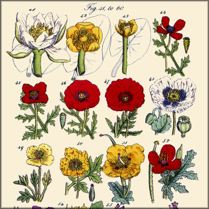 Digital Download - 80 images