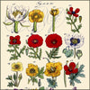 Sowerby, John E (1825-1870) - British Wild Flowers 1860 - 80 images