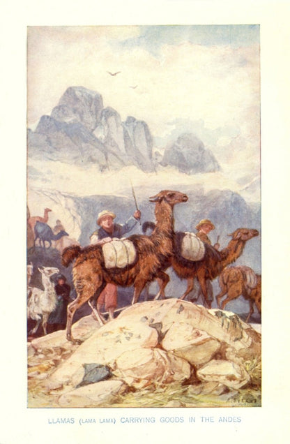 Dimensions 3420 x 5230 pixels