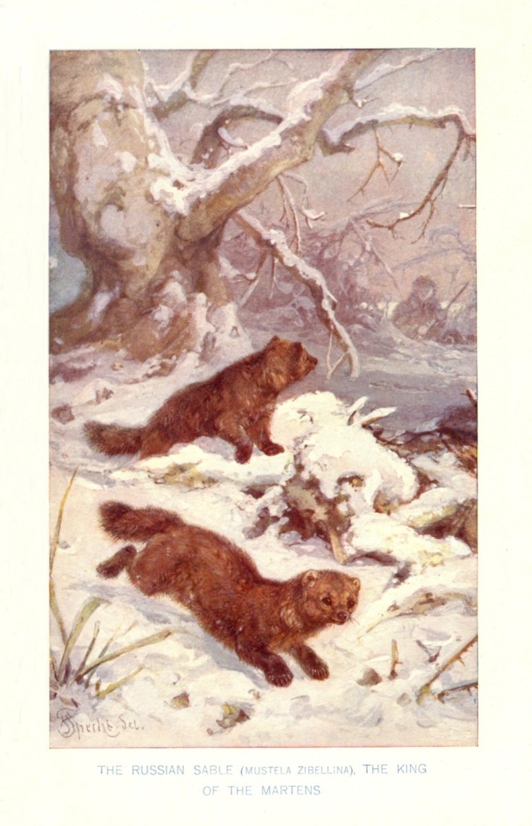 Dimensions 3432 x 5328 pixels