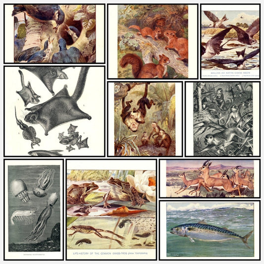 A snapshot of the images