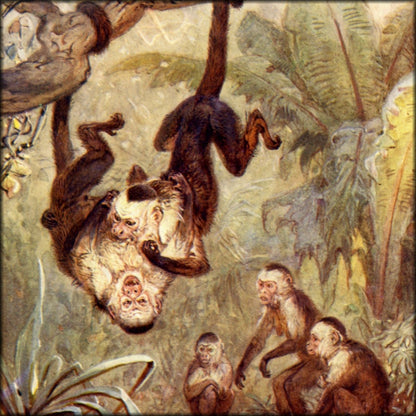 The Natural History of Animals v.3 (1905) - 10 images