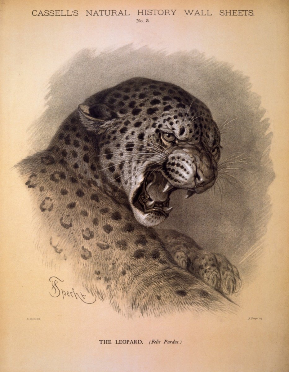 Dimensions 4220 x 5430 pixels