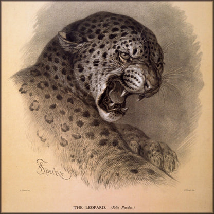 Digital Download - 1 image