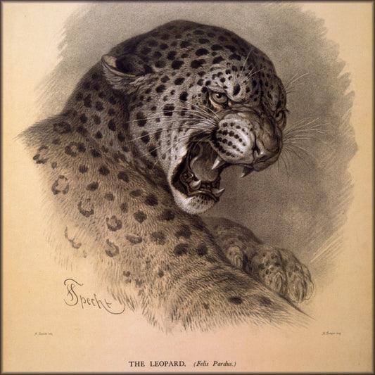 Digital Download - 1 image