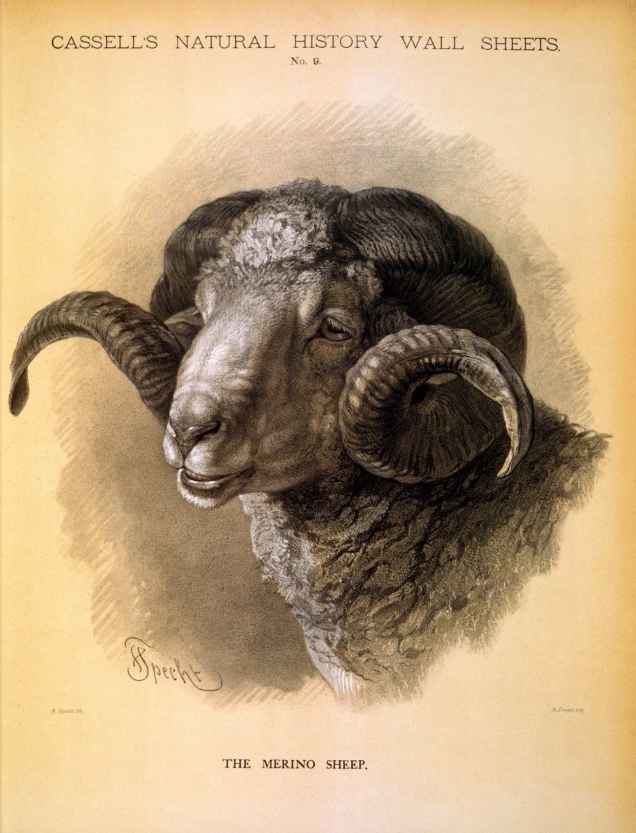 Specht, Friedrich (1839-1909) - Cassell's Natural History Wall Sheets, Merino Sheep