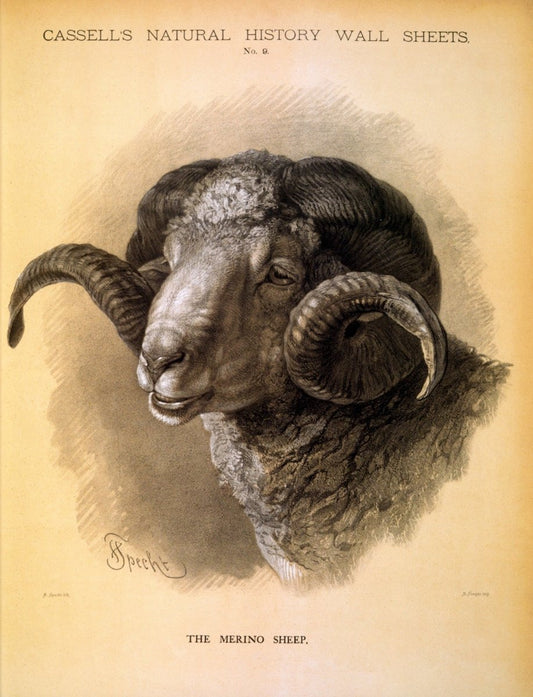 Specht, Friedrich (1839-1909) - Cassell's Natural History Wall Sheets, Merino Sheep