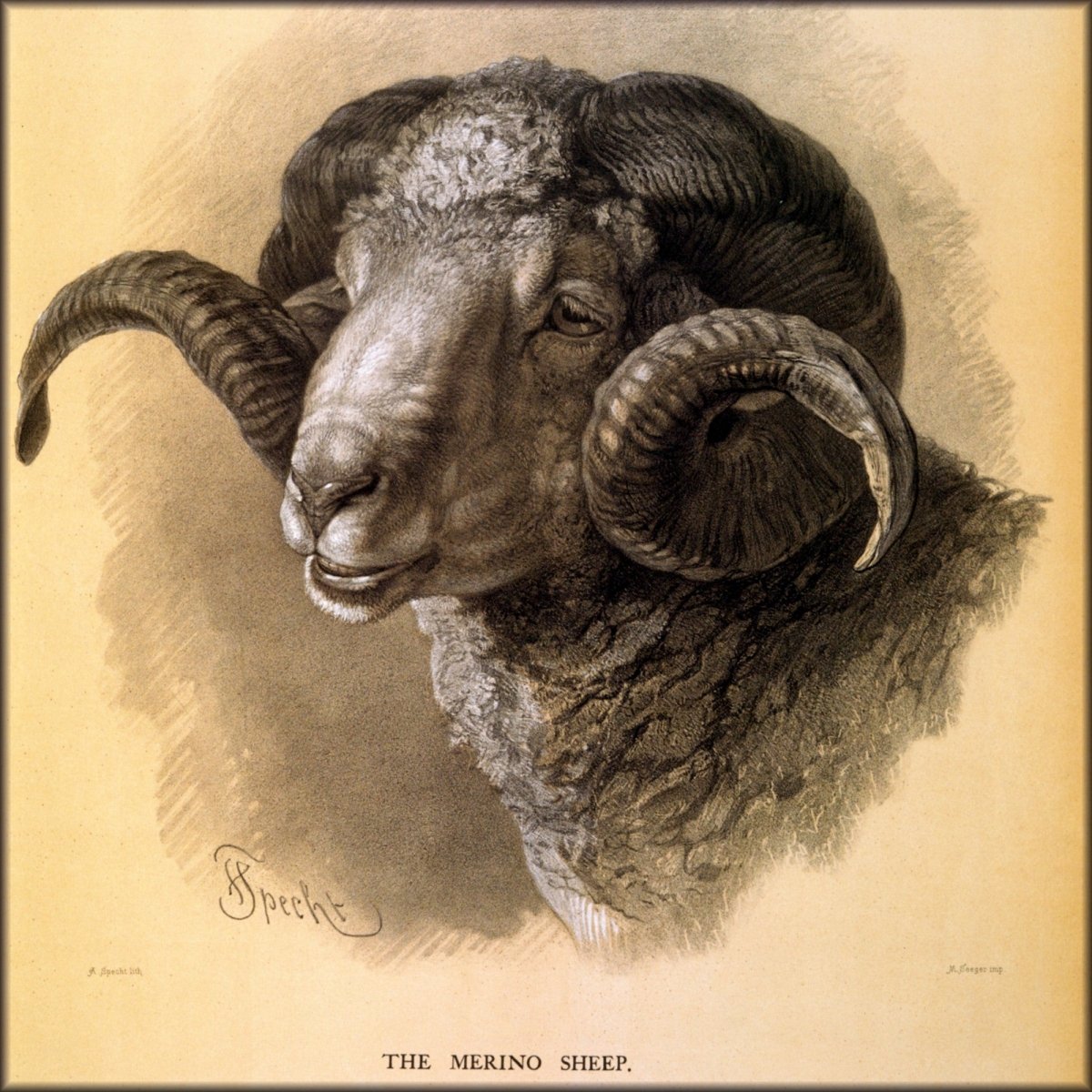 Specht, Friedrich (1839-1909) - Cassell's Natural History Wall Sheets, Merino Sheep