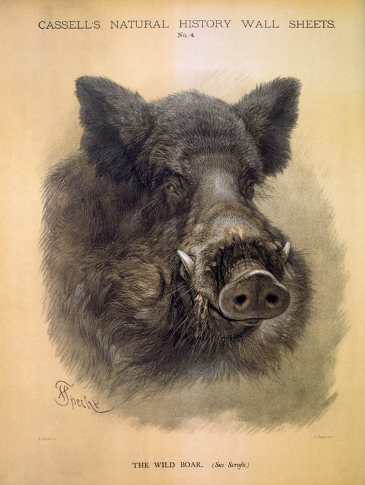 Dimensions 4900 x 6510 pixels