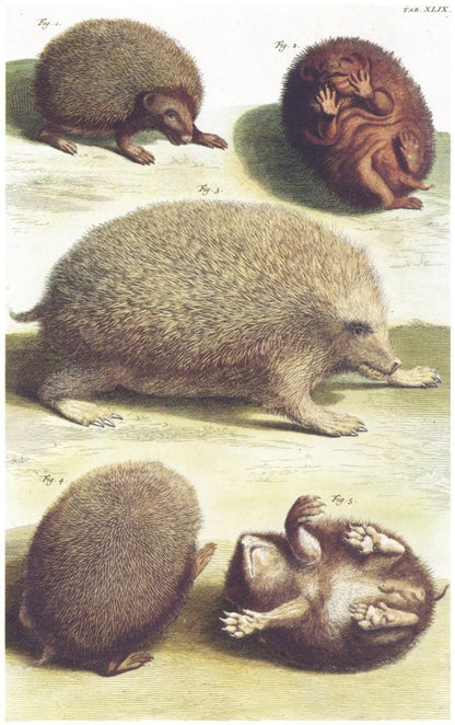 Mammals of the World - 56 Images to Download | Dimensions 4640 x 7390 pixels