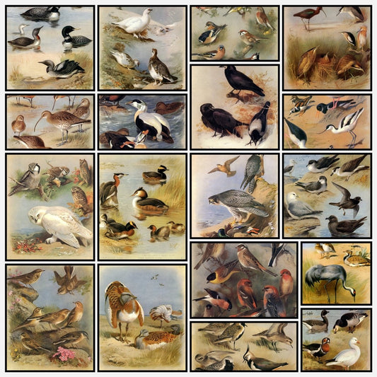 A snapshot of some of the images