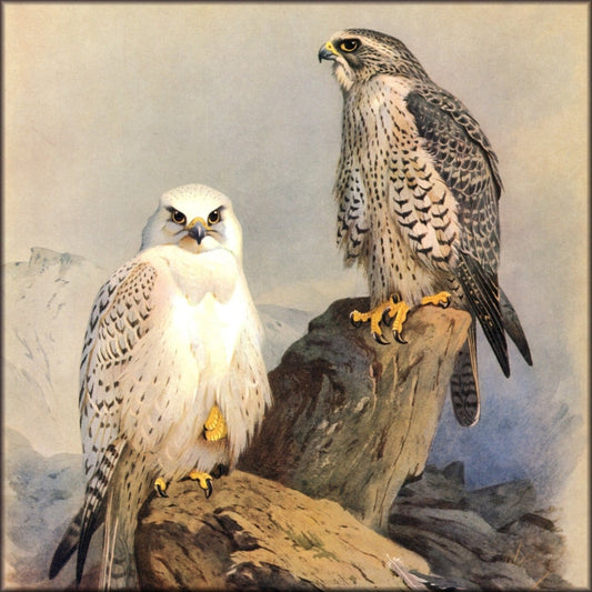 Digital Download - 82 images