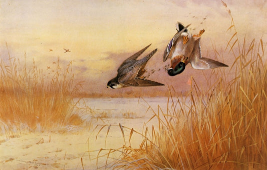 Dimensions 6560 x 4190 pixels