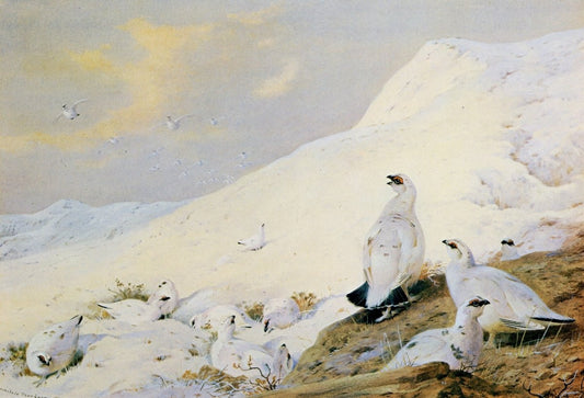 Dimensions 6590 x 4490 pixels