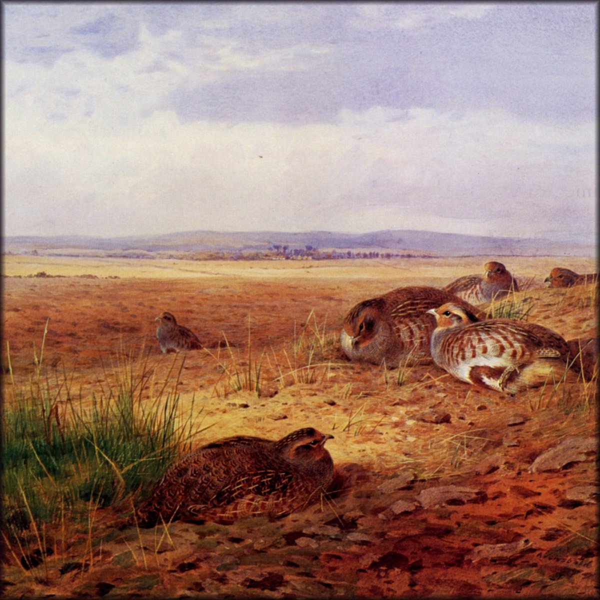 Archibald Thorburn (1860-1935) - September Siesta (Partridges) 1901