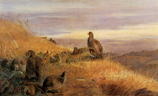 Dimensions 6600 x 4020 pixels