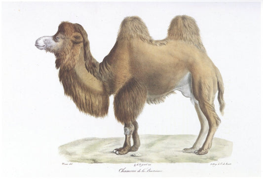 Dimensions 7440 x 5080 pixels