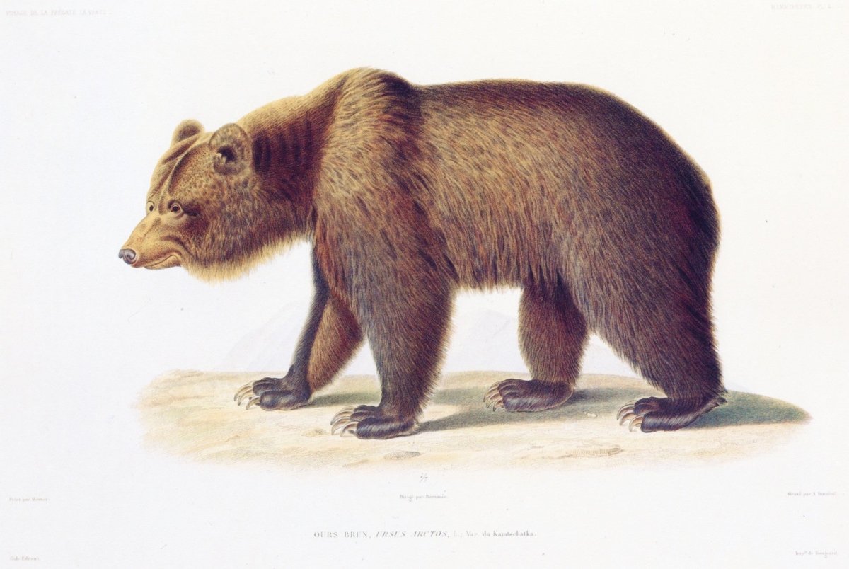 Mammals of the World - 56 Images to Download | Dimensions 7272 x 4872 pixels