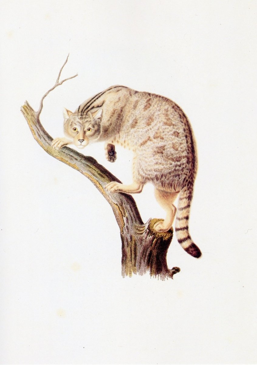 Dimensions 5100 x 7236 pixels