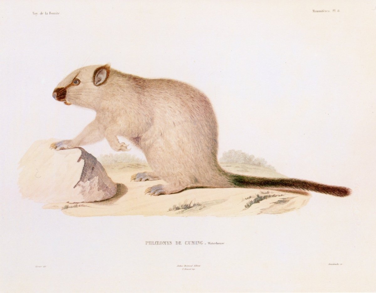 Dimensions 6561 x 5112 pixels