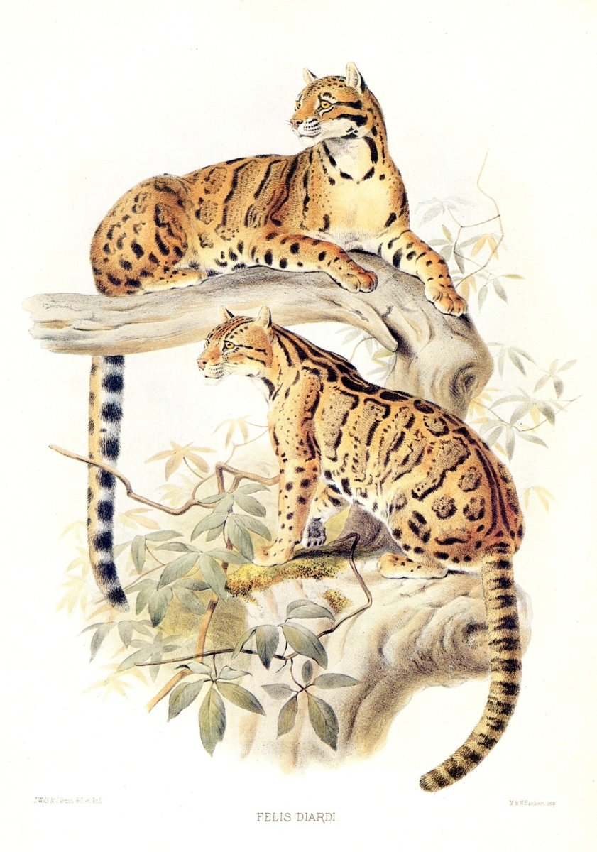 Dimensions 5076 x 7248 pixels