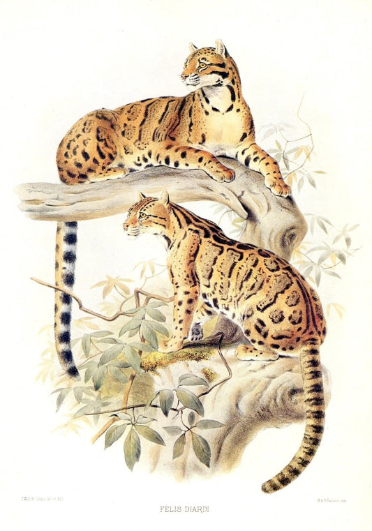 Dimensions 5076 x 7248 pixels